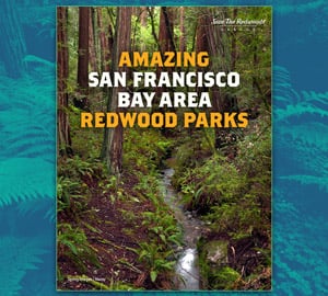 San Francisco Bay Area Redwood Parks Guide