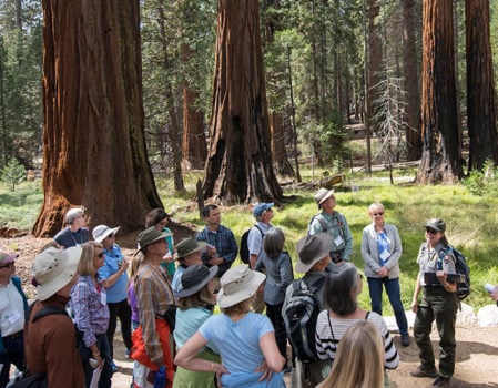 Visitors enjoy the amazing giant sequoia in the restored Mariposa Grove. Photo by Paolo Vescia.