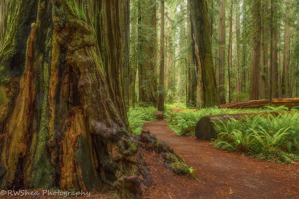 A dirt path leads through a forest of large redwoods.
