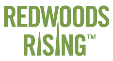 Redwoods Rising