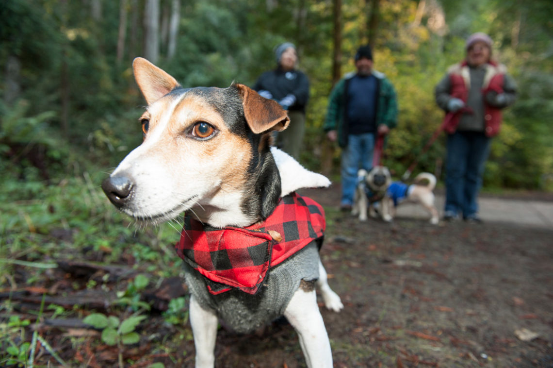 dog on a trail wearing red and black plaid jacket.