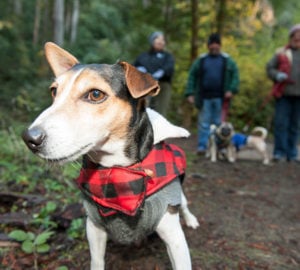 dog on a trail wearing red and black plaid jacket.
