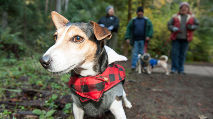 Dog in redwood forest