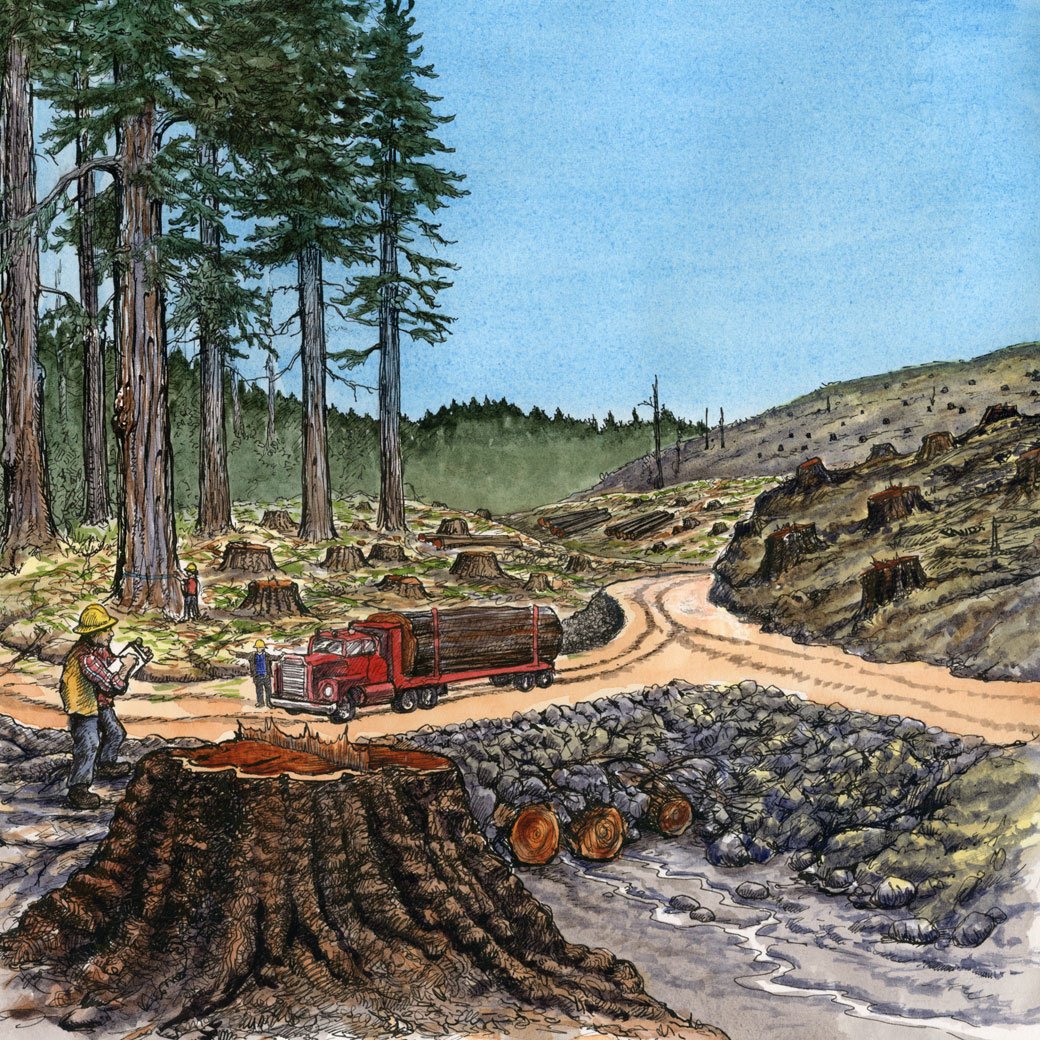 Redwoods Rising illustration 1
