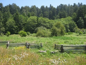 What we do, and why we do it, affects the land — from the smallest flower to the mightiest redwood.