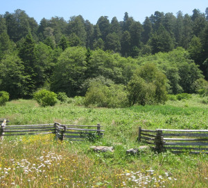 What we do, and why we do it, affects the land — from the smallest flower to the mightiest redwood.