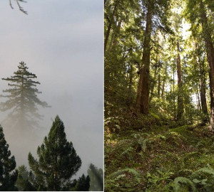 Some redwoods are genetically adapted to wet, foggy environments; some are better suited to drier locales.