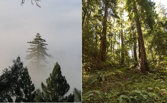 Some redwoods are genetically adapted to wet, foggy environments; some are better suited to drier locales.
