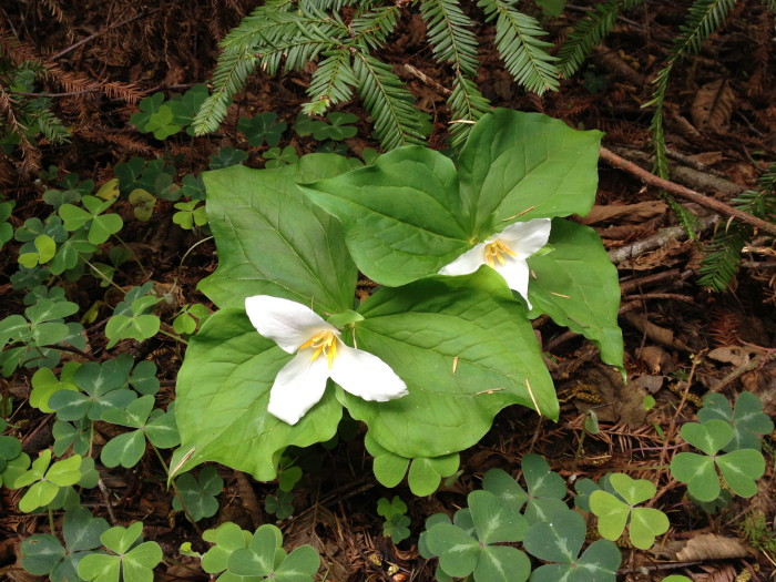 Trillium growing among the redwoods.