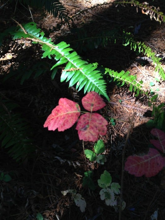 Red poison oak leaves