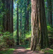 Rockefeller Grove