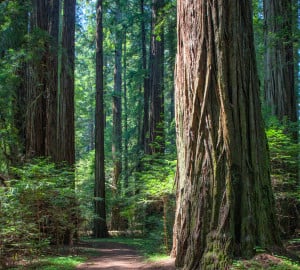 “These magnificent redwoods far exceed anything I had imagined. I had long heard of the wonderful redwood forests, but before this trip, I had never seen them,” exclaimed David’s father, John D. Rockefeller, Jr., after touring the redwoods with his wife and three sons in 1926. Photo by Tim Christoffersen