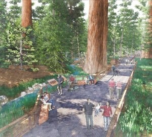 This drawing shows how the upgraded Mariposa Grove trails will protect sensitive giant sequoia habitat while still giving visitors the amazing views of the forest. Image courtesy of the Yosemite Conservancy.