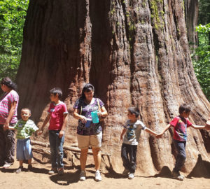 Visitors holding hands around a giant sequoia