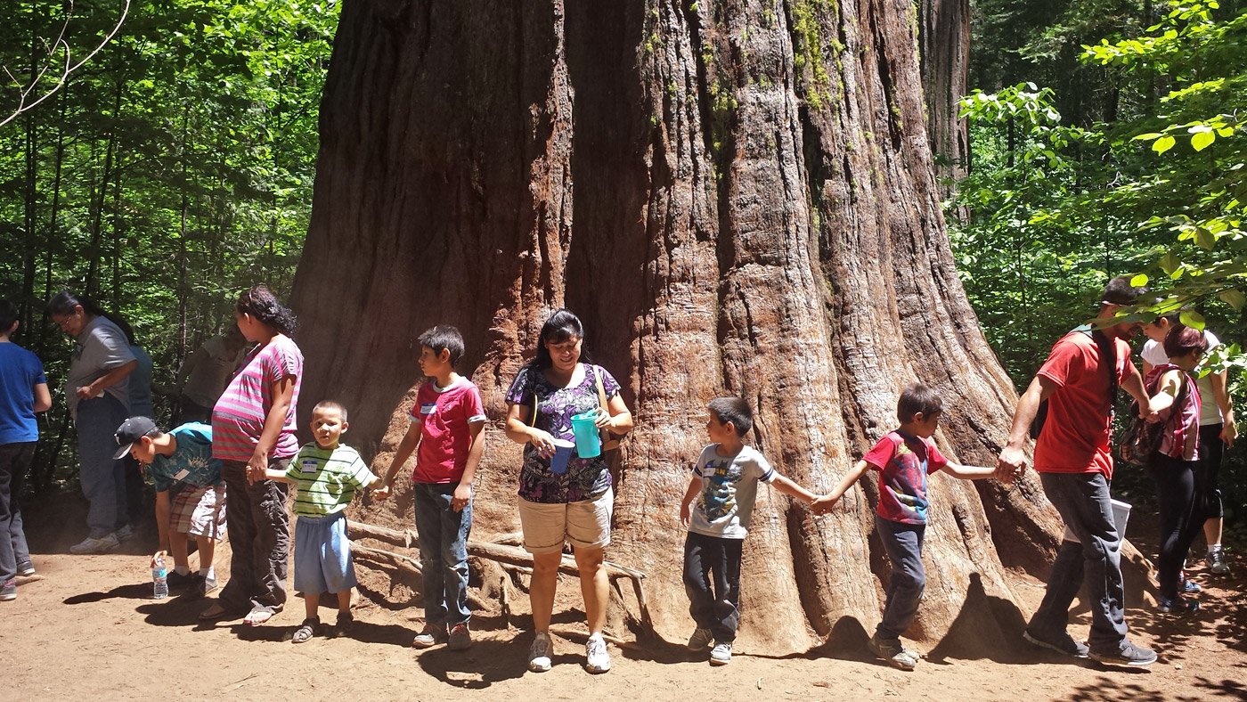 Visitors holding hands around a giant sequoia