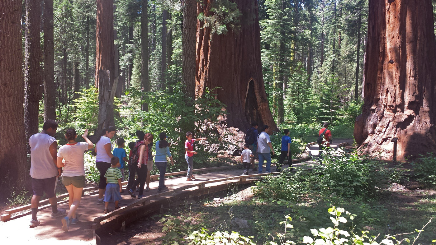 Families hiking in the redwoods