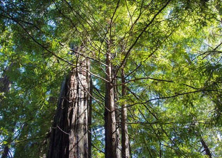 The Stewarts Point conservation easement includes protection for the property’s 700-acres redwood forest. Photo by Mike Kahn