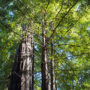 The Stewarts Point conservation easement includes protection for the property’s 700-acres redwood forest. Photo by Mike Kahn