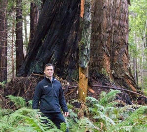 Sam Hodder, Save the Redwoods League President and CEO, stands by a magnificent old redwood in the 175-acre old-growth Restoration Reserve. The Reserve will safeguard the old trees and allow younger trees to grow larger. Photo by Mike Kahn