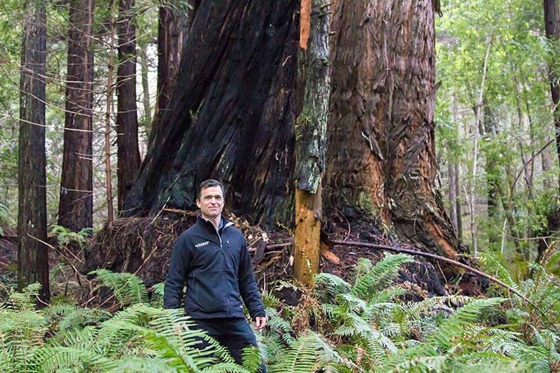 Sam Hodder, Save the Redwoods League President and CEO, stands by a magnificent old redwood in the 175-acre old-growth Restoration Reserve. The Reserve will safeguard the old trees and allow younger trees to grow larger. Photo by Mike Kahn