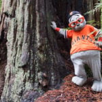 Join Lou Seal, the mascot for the San Francisco Giants, as he applauds redwoods, the other giants of the West Coast.