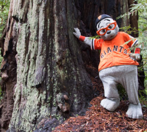 Join Lou Seal, the mascot for the San Francisco Giants, as he applauds redwoods, the other giants of the West Coast.