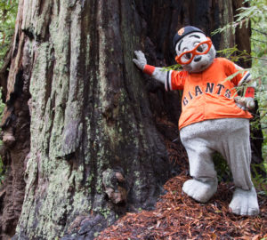 Giants mascot Lou Seal at Big Basin Redwoods State Park. Photo by Mike Kahn, Save the Redwoods League