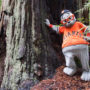 Giants mascot Lou Seal at Big Basin Redwoods State Park. Photo by Mike Kahn, Save the Redwoods League