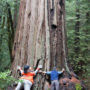Giants mascot Lou Seal and League President Sam Hodder together at Big Basin Redwoods State Park. Photo by Mike Kahn, Save the Redwoods League
