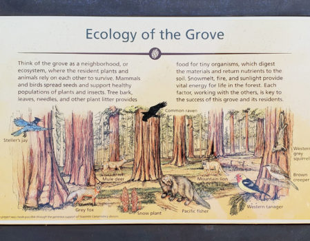 Mariposa Grove features new interpretive signage produced with the League’s expertise. Photo by Paul Ringgold.