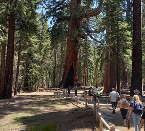 A wheelchair-accessible trail leads to the enormous Grizzly Giant tree. Photo by Paul Ringgold.