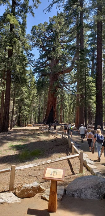 A wheelchair-accessible trail leads to the enormous Grizzly Giant tree. Photo by Paul Ringgold.