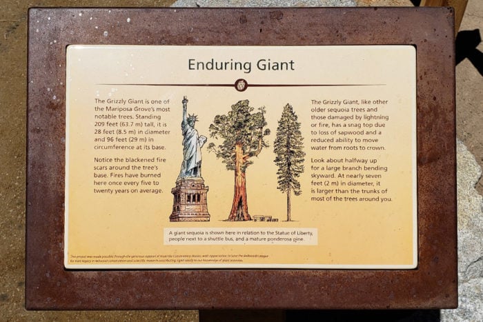 Mariposa Grove features new interpretive signage produced with the League’s expertise. Photo by Paul Ringgold.