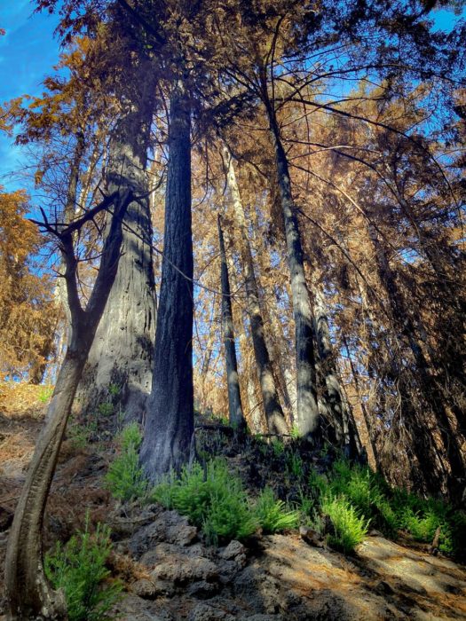 Redwoods sprouting at Cascade Creek following CZU Lightning Complex Fires.