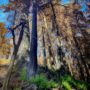 2020-11-Cascade-Post-Fire-(CC)–101_web