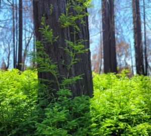 San Vicente Redwoods green with new growth