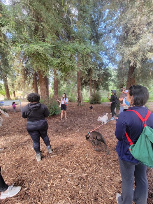 A group of young people of color standing in a coast redwood grove