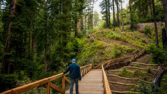 A man walks across a wooden bridge in a redwood forest