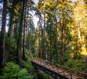 Pfeiffer Falls Trail walkway