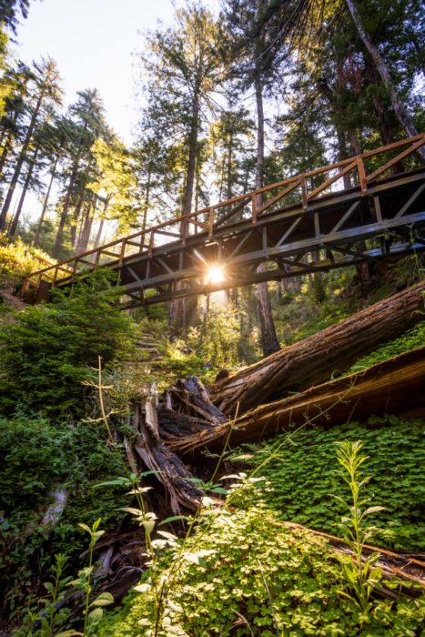 Pfeiffer Falls Trail walkway