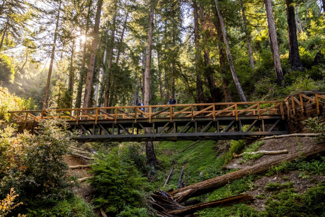A bridge spans a ravine in a redwood forest.