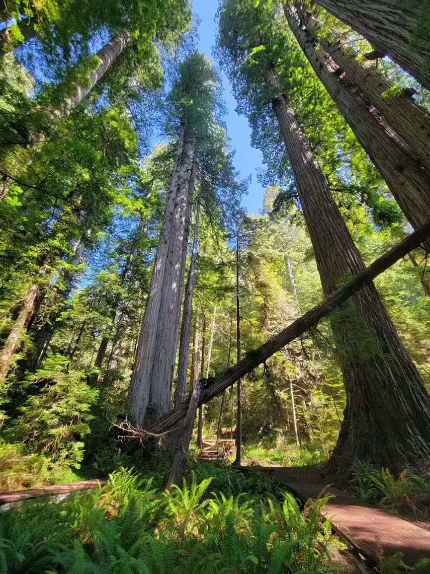 grove of ancient redwood trees