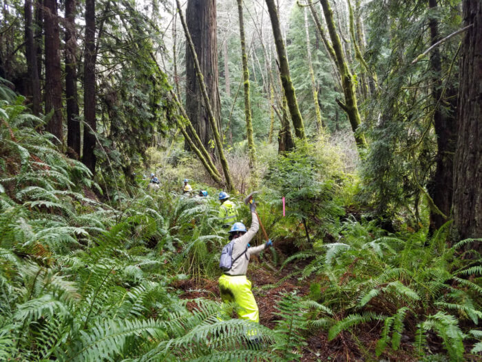 People in bright yellow clothes build a trail surrounded by lush foliage