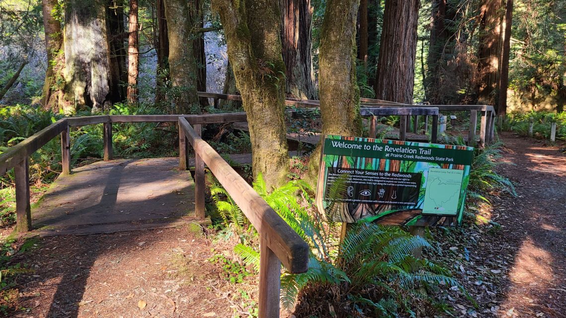 A wooden boardwalk runs from the foreground to the background. Trees and ferns are in the midground on both sides of the boardwalk. 