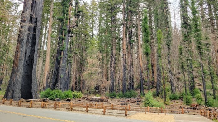 trees at big basin headquarters.