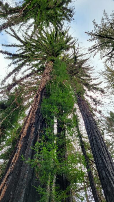 pipe cleaner trees at big basin