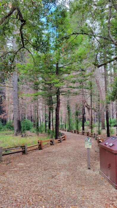 trail at big basin