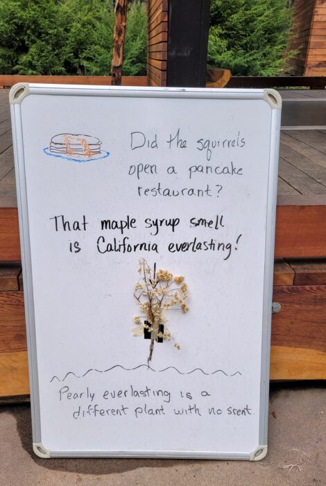 California everlasting sign