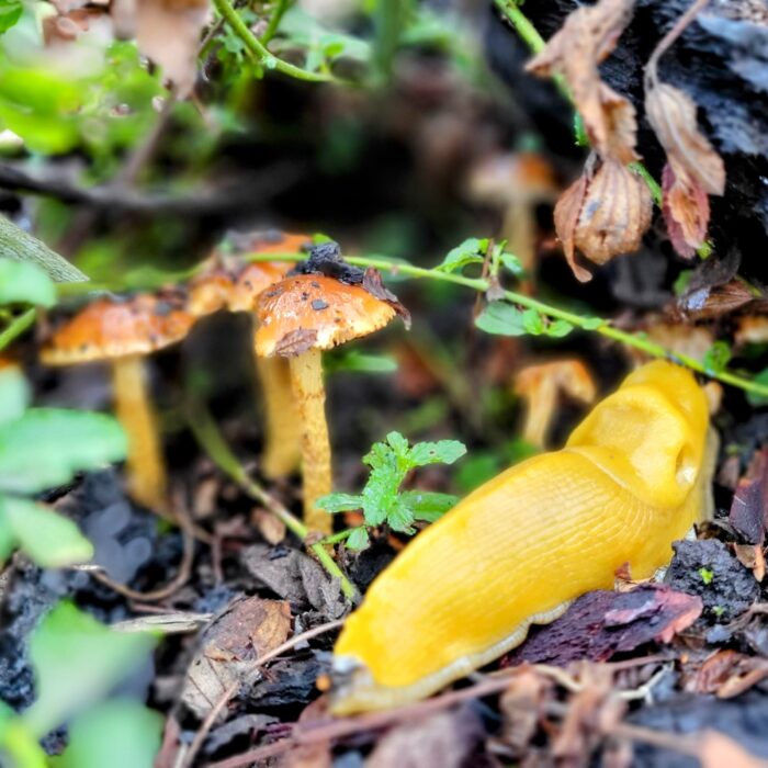 banana slug at big basin.