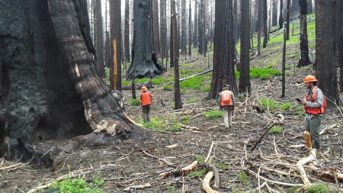 Three people in orange safety vests and hard hats, inspecting trees on the forest floor after a wildfire.